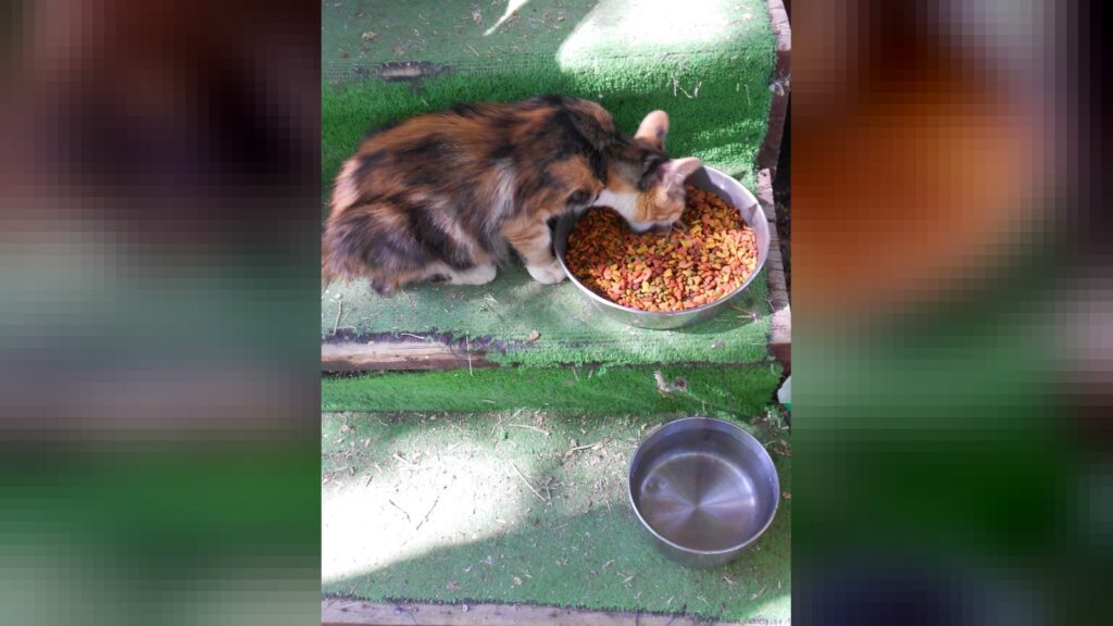 Alimentação de cães e gatos idosos deve ser avaliada caso a caso