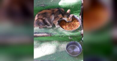 Alimentação de cães e gatos idosos deve ser avaliada caso a caso