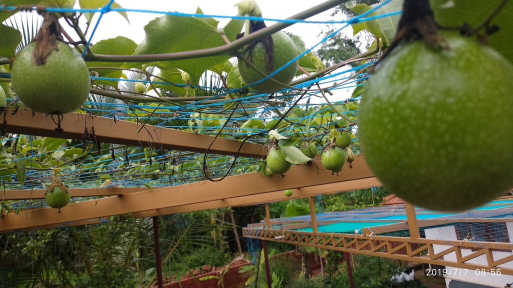 Passion fruit_ tender fruits
