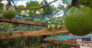 Passion fruit_ tender fruits