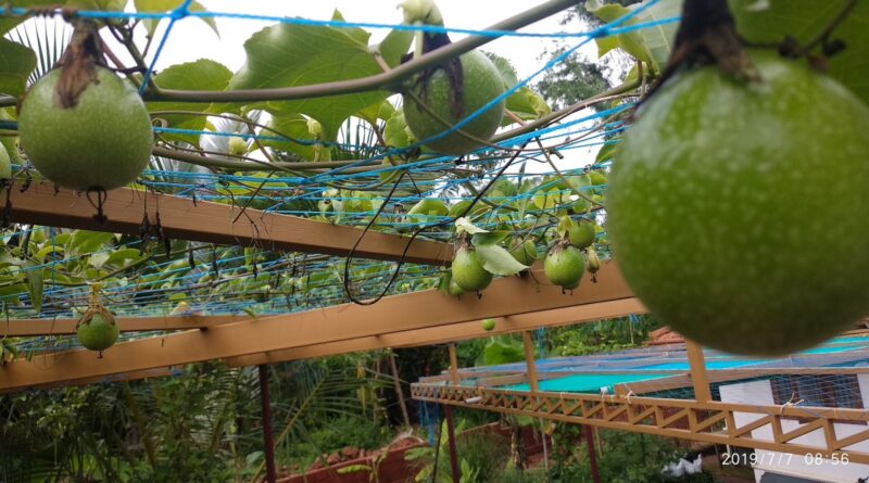 Passion fruit_ tender fruits