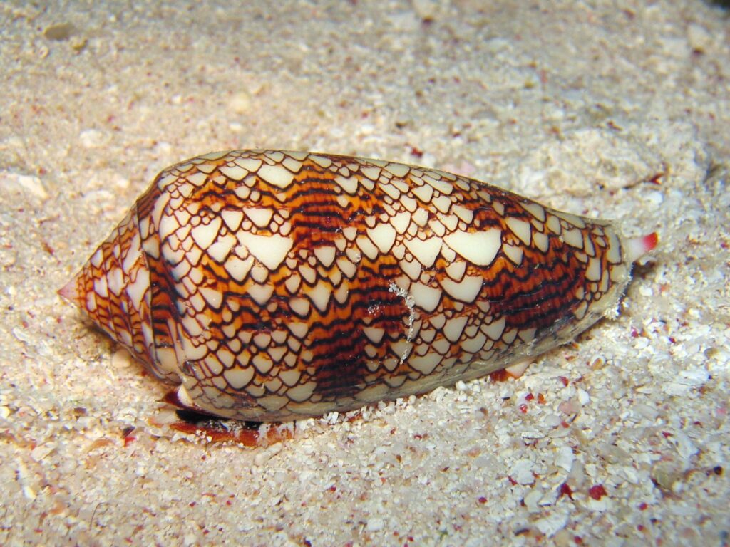 Caracol cone em conchas na praia pode causar acidentes; saiba como evitar