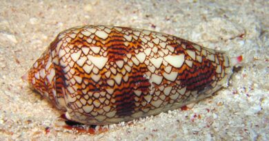 Caracol cone em conchas na praia pode causar acidentes; saiba como evitar