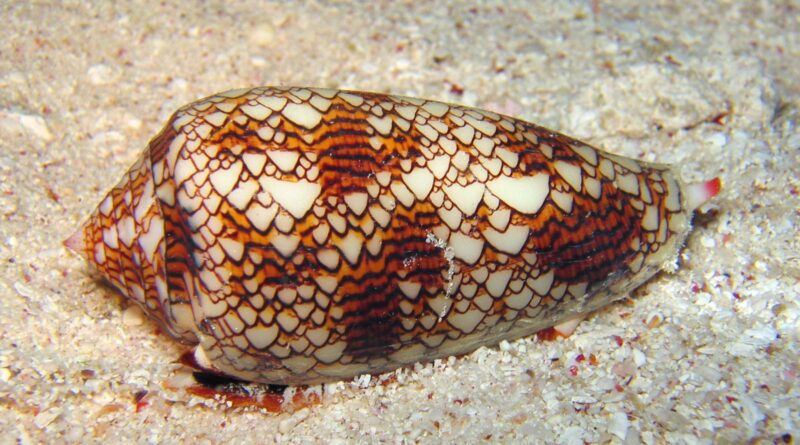 Caracol cone em conchas na praia pode causar acidentes; saiba como evitar