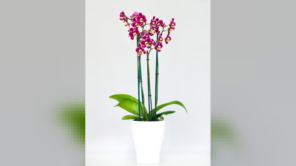 Como cuidar de orquídeas para que durem anos em casa