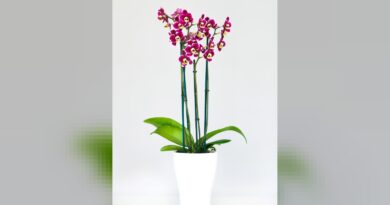 Como cuidar de orquídeas para que durem anos em casa
