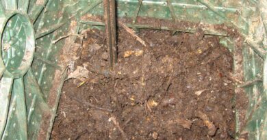 Compostagem doméstica aproveita restos de cozinha e ajuda no cultivo