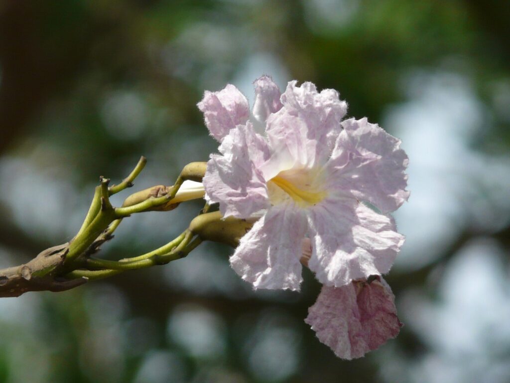 Ipês florescem após perder as folhas e mudam a paisagem das ruas