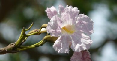 Ipês florescem após perder as folhas e mudam a paisagem das ruas