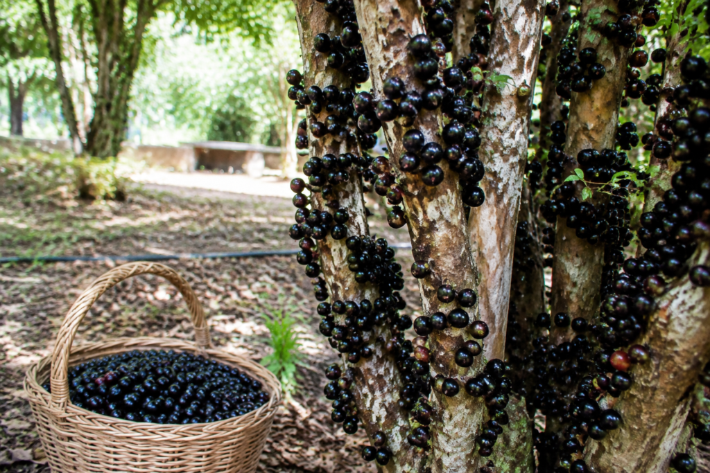 Jabuticaba fica 41,8% mais barata no atacado; veja como conservar a fruta