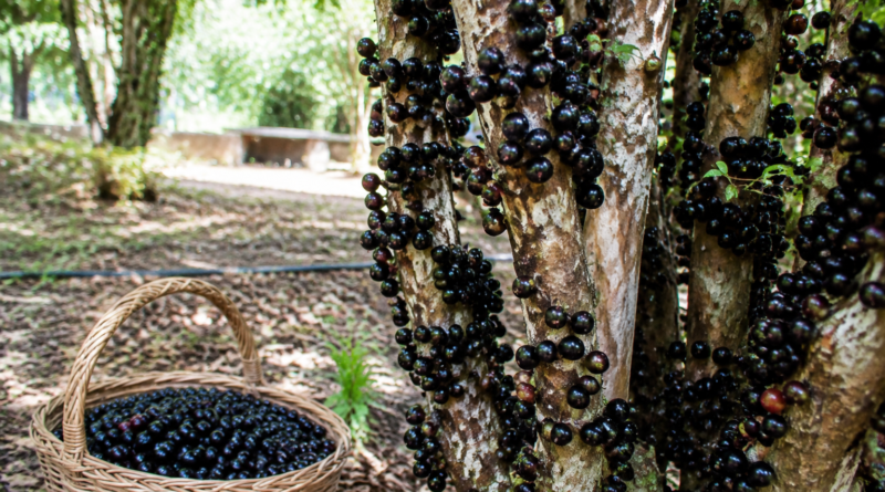 Jabuticaba fica 41,8% mais barata no atacado; veja como conservar a fruta