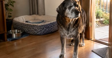 Mudanças de comportamento em pets idosos podem ter causas tratáveis