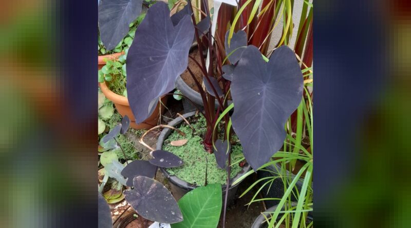 Orelha-de-elefante preta: como cuidar da planta para ter folhas grandes