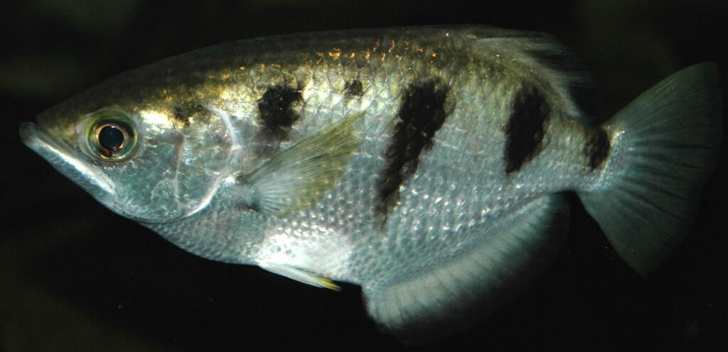 Peixe-arqueiro usa jatos de água para derrubar insetos acima da superfície