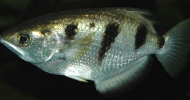 Peixe-arqueiro usa jatos de água para derrubar insetos acima da superfície