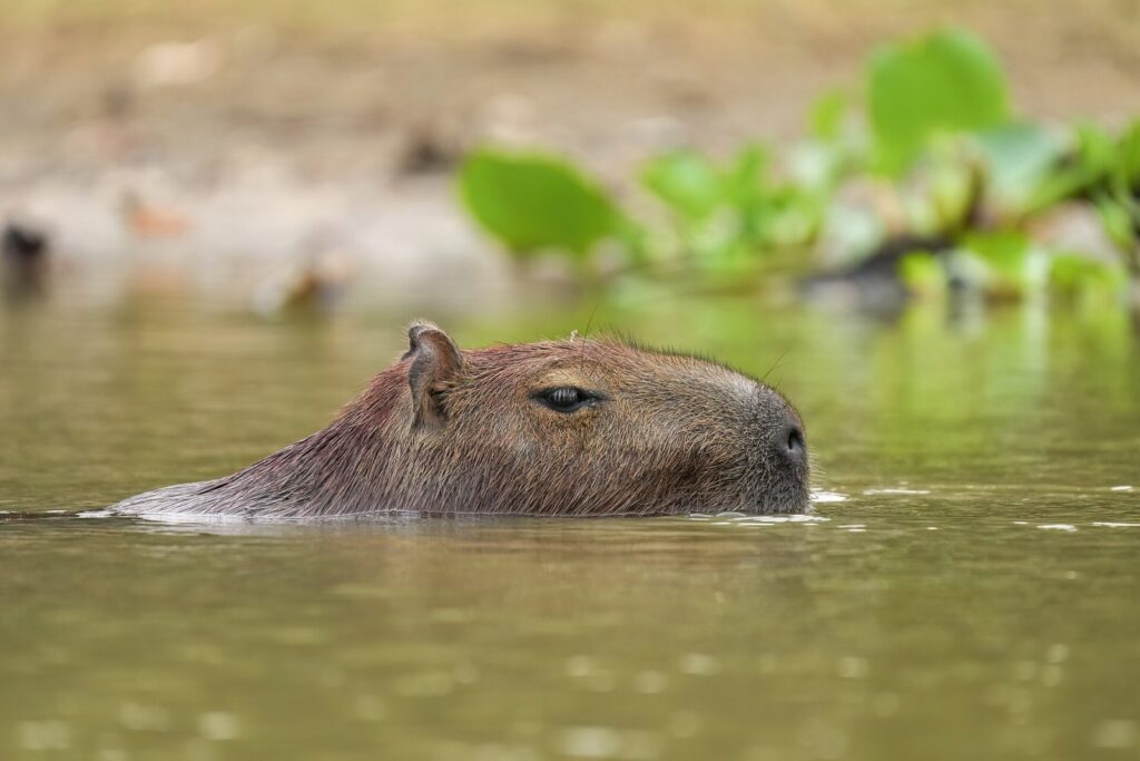 Por que a capivara entra na água ao perceber perigo?