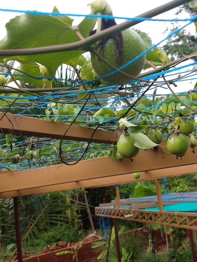 Cabeludinha: conheça a fruta nativa da Mata Atlântica