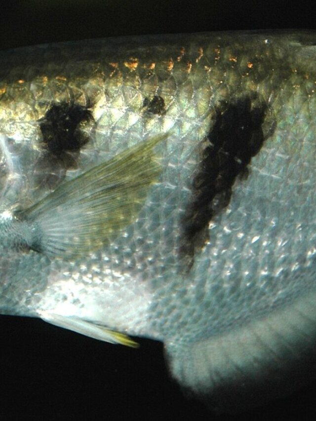 Peixe-arqueiro usa jatos de água para derrubar insetos acima da superfície